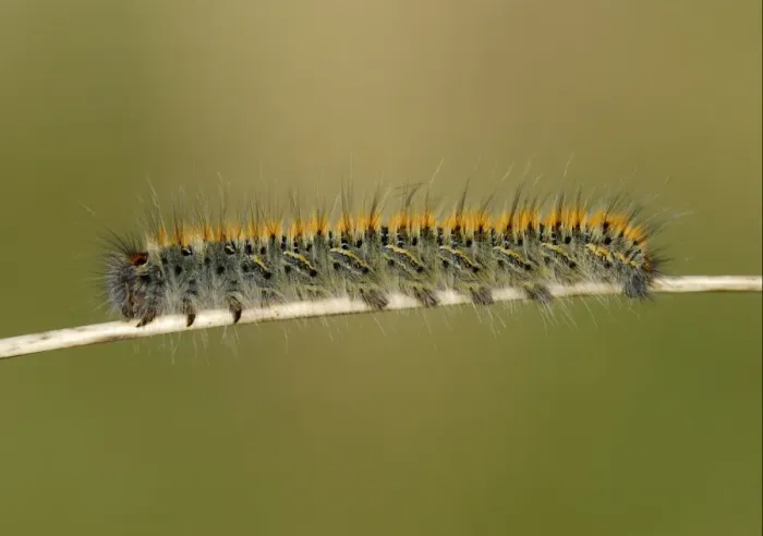 Framed Print : Grass Eggar (Lasiocampa trifolii) caterpillar, on marram grass stalk in sand dunes, Pembrey Country Park, Llanelli