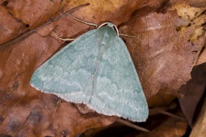 Framed Print : Grass Emerald (Pseudoterpna pruinata) adult, resting on fallen leaves, Powys, Wales, July Framed Print : Grass Emerald (Pseudoterpna pruinata) adult, resting on fallen leaves, Powys, Wales, July