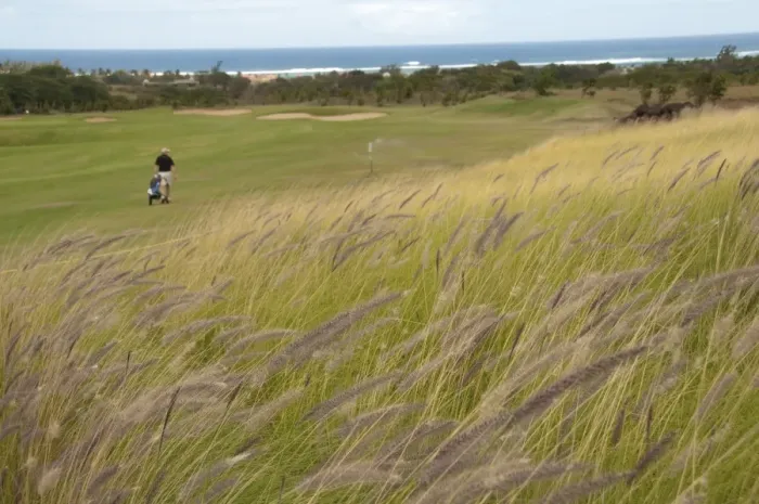 Framed Print : Grass growing on rough of golf course, golfer pulling golf cart in background, Le Telfair Hotel and Golf Course Framed Print : Grass growing on rough of golf course, golfer pulling golf cart in background, Le Telfair Hotel and Golf Course