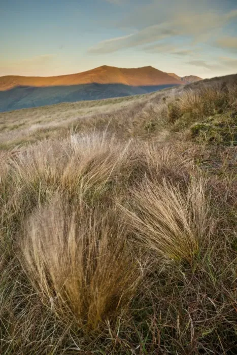 Framed Print : Grass and mountain peak at sunrise, Conor Pass, Dingle Peninsula, County Kerry, Munster, Ireland, November Framed Print : Grass and mountain peak at sunrise, Conor Pass, Dingle Peninsula, County Kerry, Munster, Ireland, November