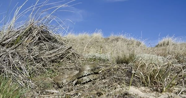 Grass Snake (Natrix natrix) adult, coiled in coastal sand dune habitat, Norfolk, England, April