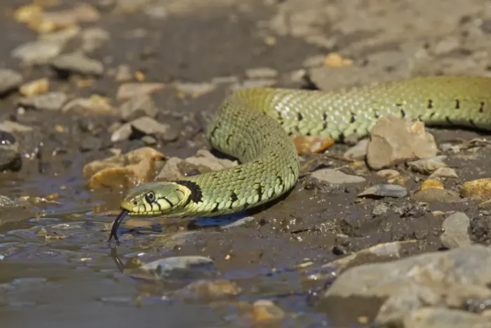 Framed Print : Grass Snake (Natrix natrix) adult, flicking forked tongue, drinking from puddle, Norfolk, England, April Framed Print : Grass Snake (Natrix natrix) adult, flicking forked tongue, drinking from puddle, Norfolk, England, April