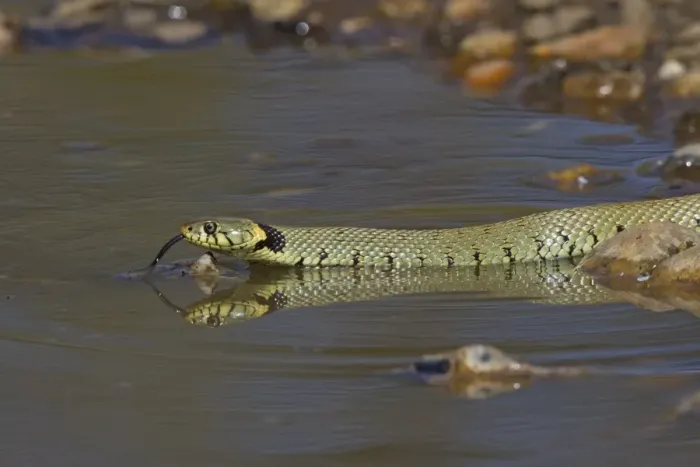 Framed Print : Grass Snake (Natrix natrix) adult, flicking forked tongue, drinking from puddle, Norfolk, England, April Framed Print : Grass Snake (Natrix natrix) adult, flicking forked tongue, drinking from puddle, Norfolk, England, April