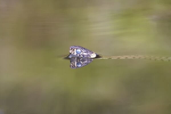 Grass Snake (Natrix natrix) adult, with blue eye indicating shedding skin, swimming in garden pond, Bentley, Suffolk