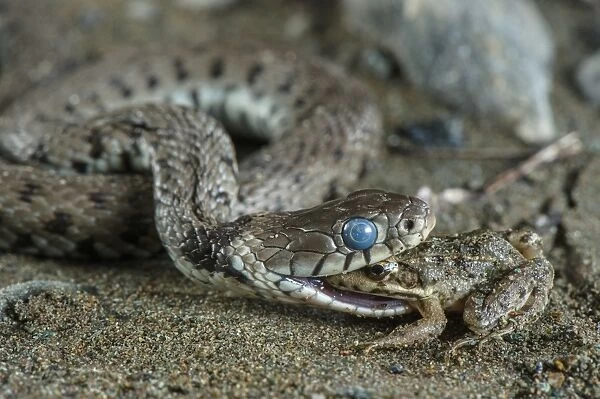 Grass Snake (Natrix natrix) adult, with blue eye indicating shedding skin