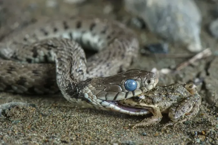 Framed Print : Grass Snake (Natrix natrix) adult, with blue eye indicating shedding skin