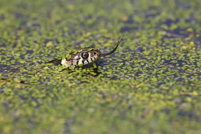 Framed Print : Grass Snake (Natrix natrix) adult, flicking forked tongue, swimming in water amongst duckweed, Arne, Dorset, England Framed Print : Grass Snake (Natrix natrix) adult, flicking forked tongue, swimming in water amongst duckweed, Arne, Dorset, England