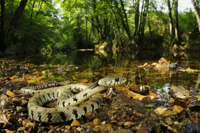Framed Print : Grass Snake (Natrix natrix) adult, coiled beside stream in woodland habitat, Italy, August Framed Print : Grass Snake (Natrix natrix) adult, coiled beside stream in woodland habitat, Italy, August