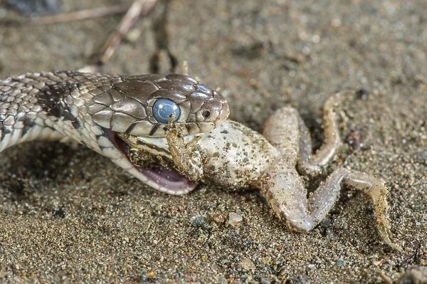 Grass Snake (Natrix natrix) adult, close-up of head, with blue eye indicating shedding skin