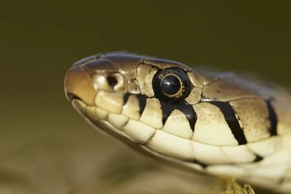 Grass Snake (Natrix natrix) adult, close-up of head, Shropshire, England, April