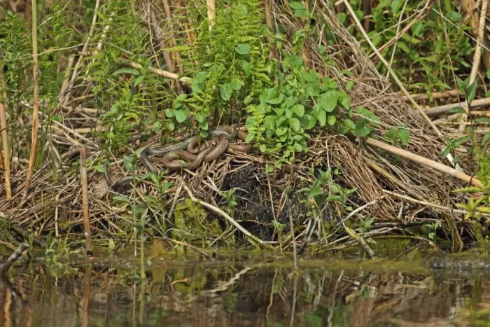 Framed Print : Grass Snake (Natrix natrix) two adults, on vegetation at edge of water, Tulcea, Danube Delta, Dobrogea, Romania, may