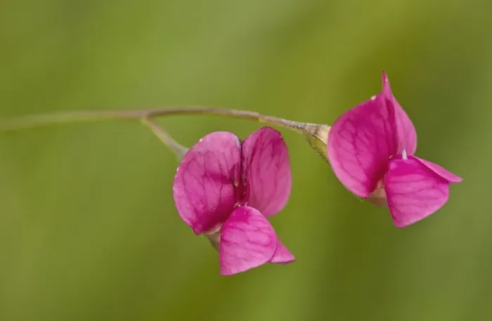 Framed Print : Grass Vetchling (Lathyrus nissolia) close-up of flowers, growing in grassland, Romania, June