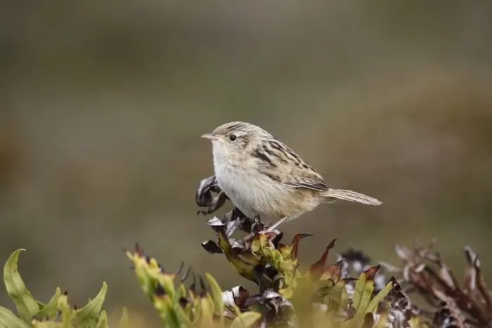 Framed Print : Grass Wren (Cistothorus platensis falklandicus) adult, perched on bush, Gypsy Cove, Stanley, Falkland Islands, February Framed Print : Grass Wren (Cistothorus platensis falklandicus) adult, perched on bush, Gypsy Cove, Stanley, Falkland Islands, February