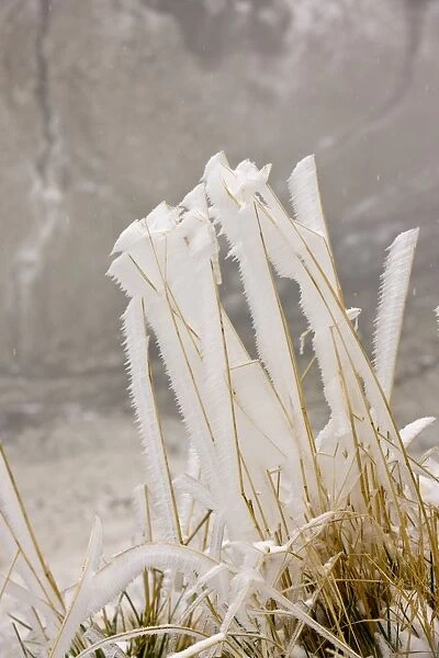 Grasses covered with ice from freezing fog, high in mountains, Fagaras Mountains, Southern Carpathians, Romania