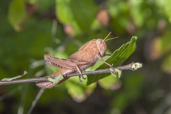 Grasshopper (Eyprepocnemis plorans) nymph, resting on twig in marshland,s Albufera De Mallorca Natural Park