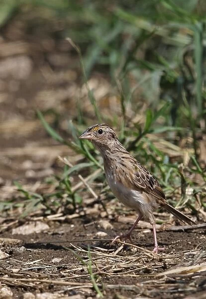 Grasshopper Sparrow (Ammodramus savannarum savannarum) adult female, in alert posture, standing on ground, Manchester