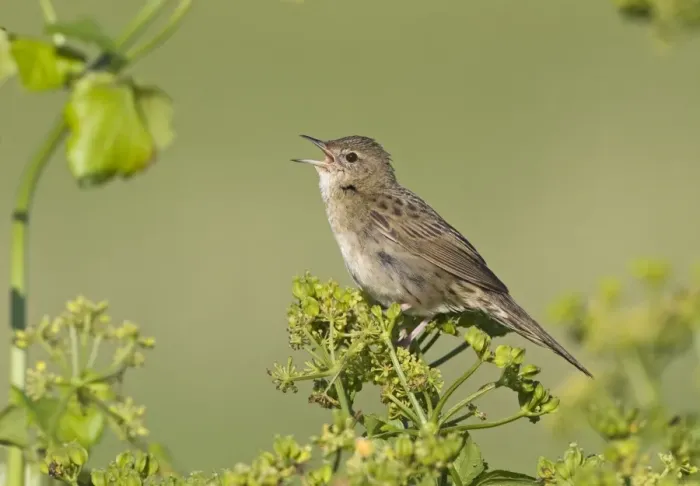 Framed Print : Grasshopper Warbler (Locustella naevia) adult, singing, perched on umbellifer seedhead, Cley, Norfolk, England, june Framed Print : Grasshopper Warbler (Locustella naevia) adult, singing, perched on umbellifer seedhead, Cley, Norfolk, England, june