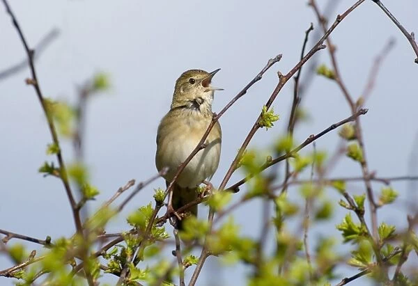 Grasshopper Warbler (Locustella naevia) adult, singing, perched in bush, Northumberland, England, may