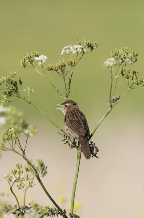 Framed Print : Grasshopper Warbler (Locustella naevia) adult, singing, perched on umbellifer stem, Norfolk, England, may