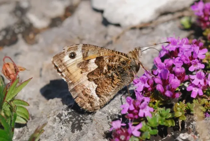 Framed Print : Grayling (Hipparchia semele) adult, feeding on Wild Thyme (Thymus praecox) flowers on coastal cliff, Gower Peninsula, Glamorgan, South Wales, june Framed Print : Grayling (Hipparchia semele) adult, feeding on Wild Thyme (Thymus praecox) flowers on coastal cliff, Gower Peninsula, Glamorgan, South Wales, june