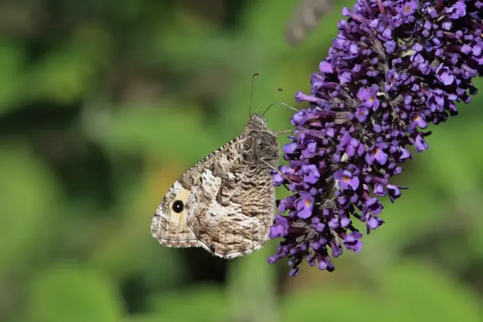 Framed Print : Grayling (Hipparchia semele) adult, feeding on Buddleia (Buddleja sp. ) flowers, Suffolk, England, August Framed Print : Grayling (Hipparchia semele) adult, feeding on Buddleia (Buddleja sp. ) flowers, Suffolk, England, August
