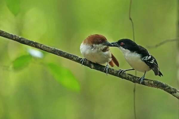 Great Antshrike (Taraba major) adult pair, courtship feeding, perched on twig, Trinidad, Trinidad and Tobago, April