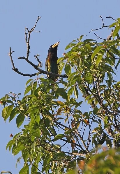 Great Barbet (Megalaima virens) adult male, calling, perched at top of tree, Kaeng Krachan N. P. Thailand, february