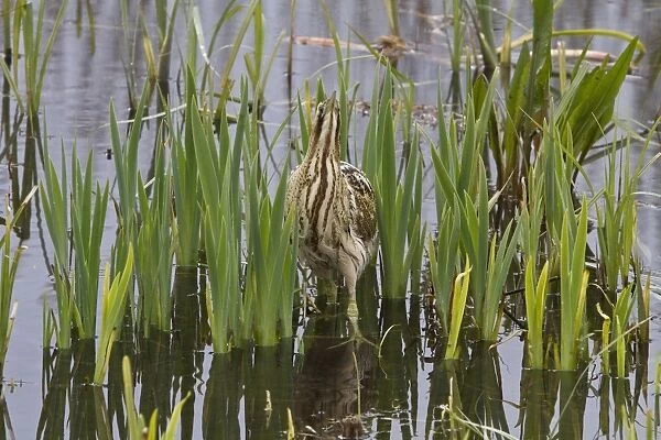 Great Bittern have a boss-eyed looking which helps them catch small fish and other prey items. RSPB Minsmere, Suffolk