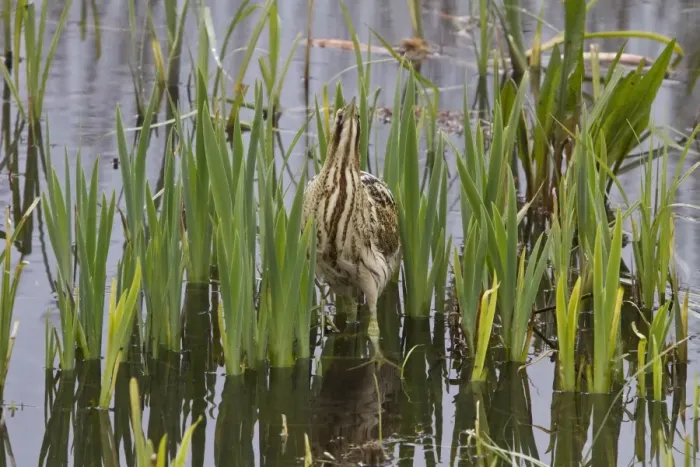 Framed Print : Great Bittern have a boss-eyed looking which helps them catch small fish and other prey items. RSPB Minsmere, Suffolk Framed Print : Great Bittern have a boss-eyed looking which helps them catch small fish and other prey items. RSPB Minsmere, Suffolk