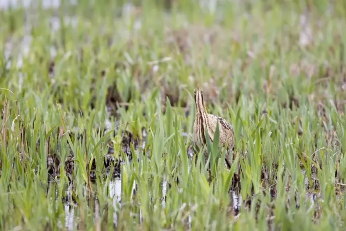 Framed Print : Great Bittern (Botaurus stellaris) adult, standing amongst fresh reedbed growth, Minsmere RSPB Reserve, Suffolk, England, april