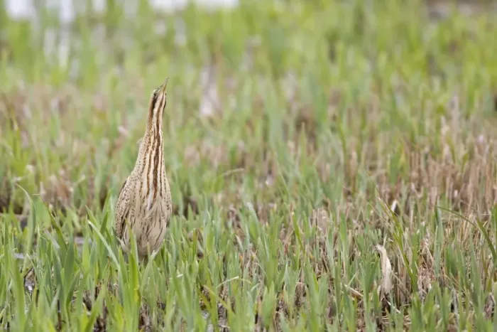Framed Print : Great Bittern (Botaurus stellaris) adult, standing amongst fresh reedbed growth, Minsmere RSPB Reserve, Suffolk, England, april Framed Print : Great Bittern (Botaurus stellaris) adult, standing amongst fresh reedbed growth, Minsmere RSPB Reserve, Suffolk, England, april