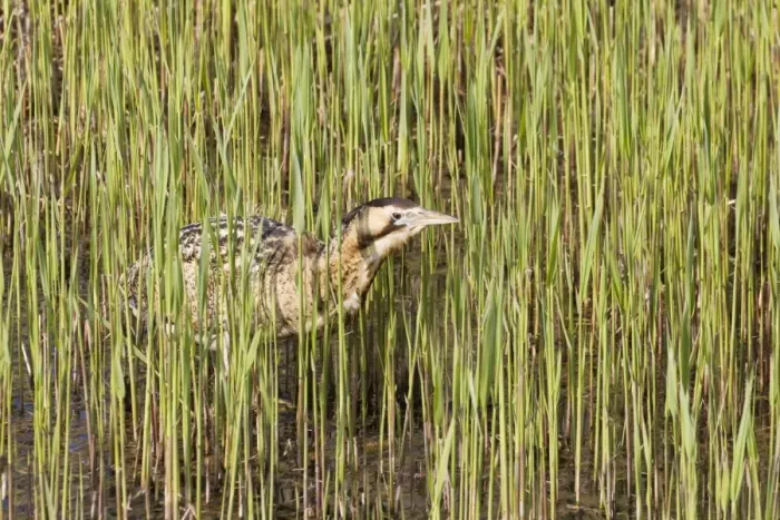 Framed Print : Great Bittern (Botaurus stellaris) adult, standing in reedbed, Minsmere RSPB Reserve, Suffolk, England, april