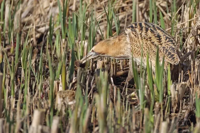 Framed Print : Great Bittern (Botaurus stellaris) adult, feeding on Water Vole (Arvicola terrestris) in reedbed, Minsmere RSPB Reserve, Suffolk, England, april