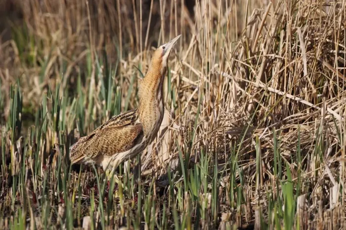 Framed Print : Great Bittern (Botaurus stellaris) adult, standing in reedbed, Minsmere RSPB Reserve, Suffolk, England, april Framed Print : Great Bittern (Botaurus stellaris) adult, standing in reedbed, Minsmere RSPB Reserve, Suffolk, England, april