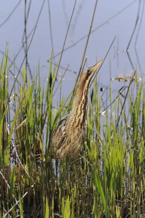 Framed Print : Great Bittern (Botaurus stellaris) adult, alert, standing still at edge of reedbed, Minsmere RSPB Reserve, Suffolk, England, april