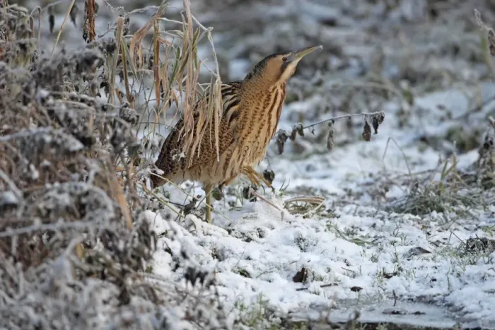 Framed Print : Great Bittern (Botaurus stellaris) adult, standing in snow, Norwich, Norfolk, England, december Framed Print : Great Bittern (Botaurus stellaris) adult, standing in snow, Norwich, Norfolk, England, december