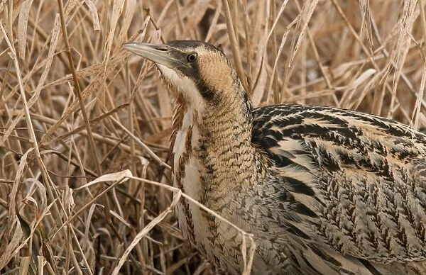 Great Bittern (Botaurus stellaris) adult, close-up of head and neck, standing in reedbed, England, march