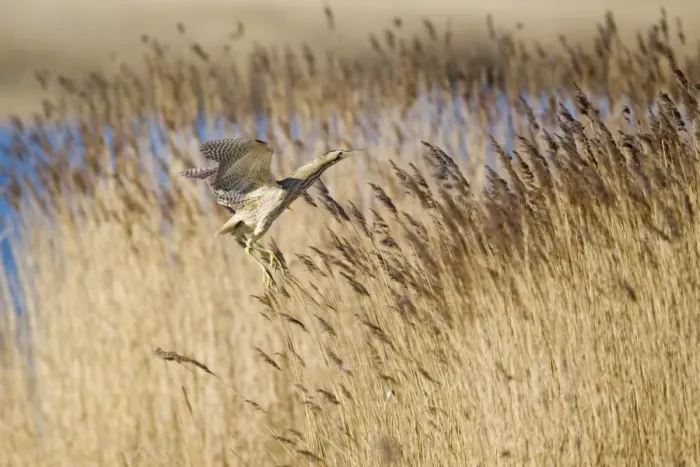 Framed Print : Great Bittern (Botaurus stellaris) adult, in flight over reedbed, Minsmere RSPB Reserve, Suffolk, England, april Framed Print : Great Bittern (Botaurus stellaris) adult, in flight over reedbed, Minsmere RSPB Reserve, Suffolk, England, april