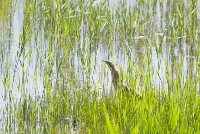 Framed Print : Great Bittern (Botaurus stellaris) adult, standing in reedbed, Minsmere RSPB Reserve, Suffolk, England, june Framed Print : Great Bittern (Botaurus stellaris) adult, standing in reedbed, Minsmere RSPB Reserve, Suffolk, England, june