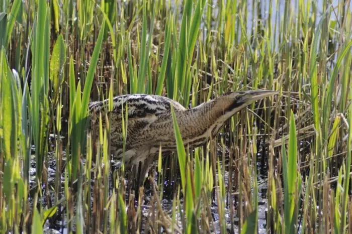 Framed Print : Great Bittern (Botaurus stellaris) adult, hunting in reedbed, Minsmere RSPB Reserve, Suffolk, England, april Framed Print : Great Bittern (Botaurus stellaris) adult, hunting in reedbed, Minsmere RSPB Reserve, Suffolk, England, april