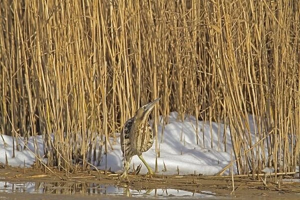 Great Bittern (Botaurus stellaris) adult, walking on ice at edge of reedbed in snow, Cley Marshes Reserve