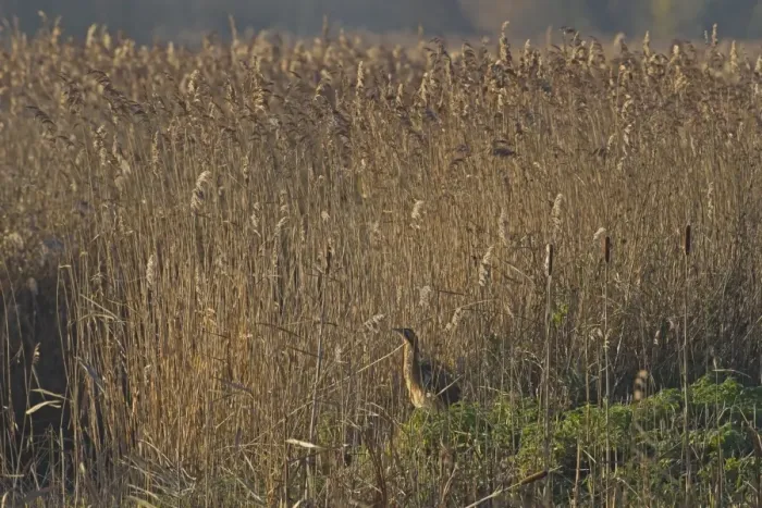 Framed Print : Great Bittern (Botaurus stellaris) adult, standing in reedbed habitat, Strumpshaw Fen RSPB Reserve, River Yare Framed Print : Great Bittern (Botaurus stellaris) adult, standing in reedbed habitat, Strumpshaw Fen RSPB Reserve, River Yare