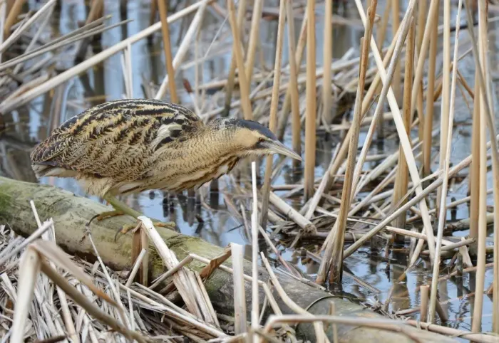 Framed Print : Great Bittern (Botaurus stellaris) adult, hunting, standing on log in reedbed, Slimbridge, Gloucestershire, England