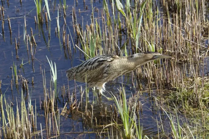 Framed Print : Great Bittern (Botaurus stellaris) adult, with stickleback in beak, fishing in reedbed, England, April Framed Print : Great Bittern (Botaurus stellaris) adult, with stickleback in beak, fishing in reedbed, England, April