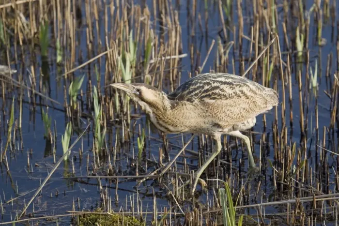 Framed Print : Great Bittern (Botaurus stellaris) adult male, walking through cut reedbed, Minsmere RSPB Reserve, Suffolk, England, march Framed Print : Great Bittern (Botaurus stellaris) adult male, walking through cut reedbed, Minsmere RSPB Reserve, Suffolk, England, march