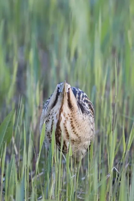 Framed Print : Great Bittern (Botaurus stellaris) adult male, standing amongst fresh reedbed growth, Minsmere RSPB Reserve, Suffolk, England, april Framed Print : Great Bittern (Botaurus stellaris) adult male, standing amongst fresh reedbed growth, Minsmere RSPB Reserve, Suffolk, England, april