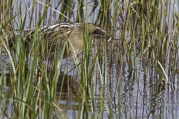 Great Bittern catching a small fish at RSPB Minsmere, Suffolk