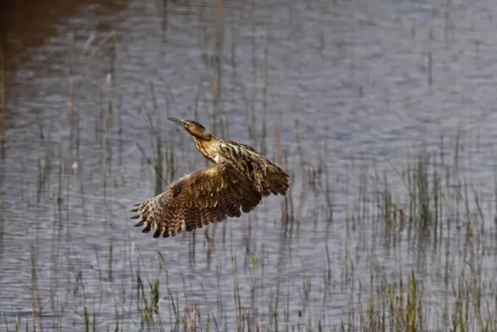 Framed Print : Great Bittern flying over reedbeds at RSPB Minsmere, Suffolk Framed Print : Great Bittern flying over reedbeds at RSPB Minsmere, Suffolk