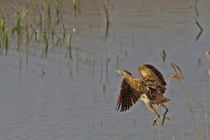 Framed Print : Great Bittern flying over reedbeds at RSPB Minsmere, Suffolk