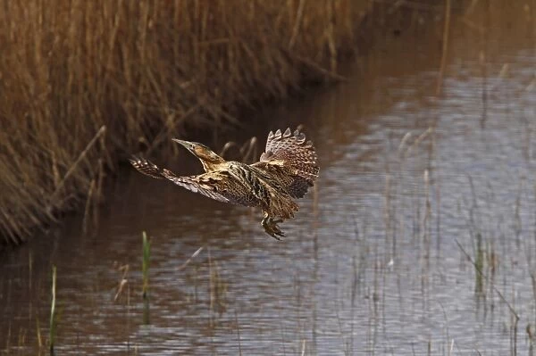 Great Bittern flying over reedbeds at RSPB Minsmere, Suffolk